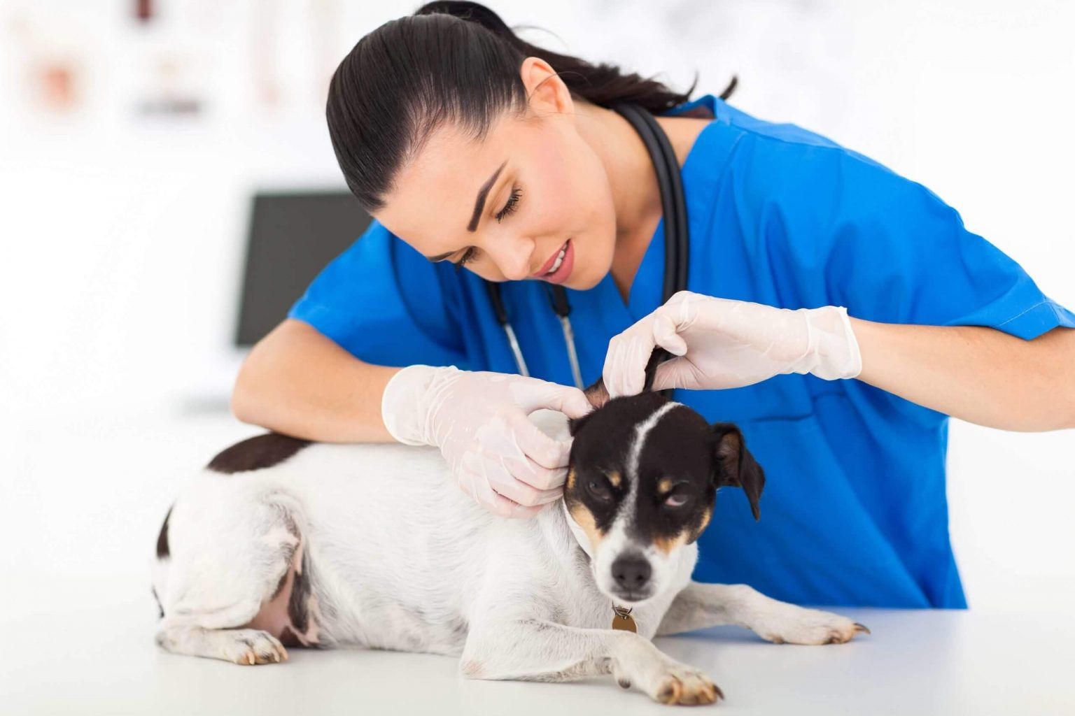 Lista de veterinarios en servicio cerca de su ubicación
