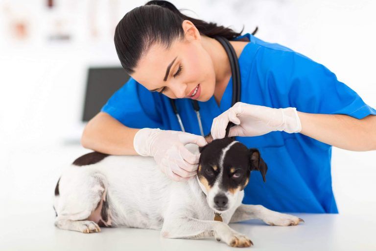 Lista de veterinarios en servicio cerca de su ubicación