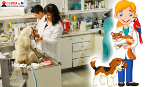veterinario queretaro