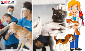 veterinarios en aguascalientes
