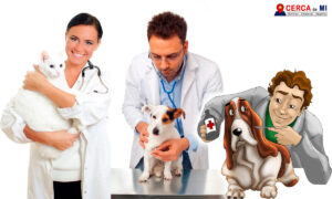 veterinarios en chihuahua