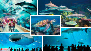 acuario cerca de mi