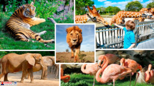 zoo cerca de mi